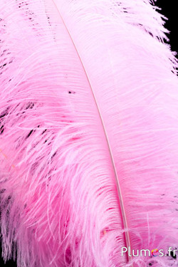 Autruche premium - 50-60 cm - rose tendre
